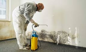 Trusted Morton, PA Mold Removal Experts