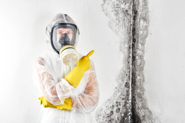 Why You Should Choose Our Mold Remediation Services in Morton, PA